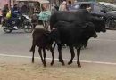 Muzaffarnagar चरथावल-थानाभवन मार्ग पर आवारा पशुओं का तांडव: विकासखंड कार्यालय के सामने भिड़ंत से मचा हड़कंप, यातायात ठप