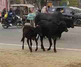 Muzaffarnagar चरथावल-थानाभवन मार्ग पर आवारा पशुओं का तांडव: विकासखंड कार्यालय के सामने भिड़ंत से मचा हड़कंप, यातायात ठप