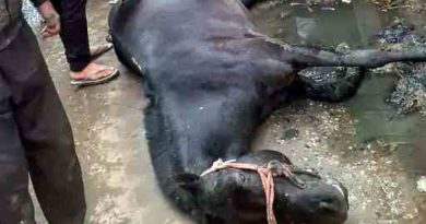 Muzaffarnagar शाहपुर के गढ़ी गांव में करंट से घोड़े की दर्दनाक मौत: बिजली विभाग पर लापरवाही का आरोप, ग्रामीणों में उबाल