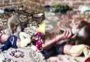 Muzaffarnagar-कमरे में घुसकर नवजात बच्ची के पास बैठा रहा बंदर, मोबाइल दिखाकर करीब एक घंटे बाद सुरक्षित बचाई गई जान