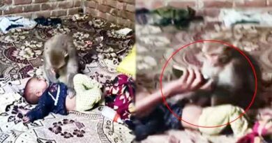 Muzaffarnagar-कमरे में घुसकर नवजात बच्ची के पास बैठा रहा बंदर, मोबाइल दिखाकर करीब एक घंटे बाद सुरक्षित बचाई गई जान