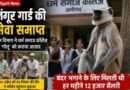Aligarh Langur Guard Removed: धर्म समाज कॉलेज से ‘गोलू’ की छुट्टी, वन विभाग ने छुड़ाया—बंदरों से बचाव की अनोखी व्यवस्था खत्म