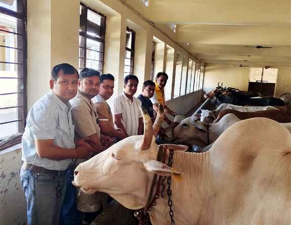 Muzaffarnagar News: भारत विकास परिषद् ‘अमेटी’ ने गौ-सेवा से दिया संस्कृति और सेवा का संदेश, गौशाला में हुआ श्रद्धाभाव से आयोजन