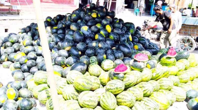 Watermelon