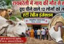 Raebareli में पागल कुत्ते के काटने से गाय की मौत, दूध पीने वाले 12 लोगों को लगा एंटी रैबीज इंजेक्शन