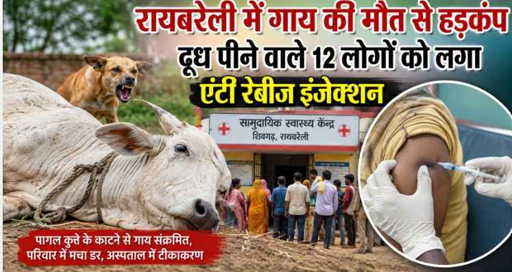 Raebareli में पागल कुत्ते के काटने से गाय की मौत, दूध पीने वाले 12 लोगों को लगा एंटी रैबीज इंजेक्शन Raebareli में पागल कुत्ते के काटने से गाय की मौत, दूध पीने वाले 12 लोगों को लगा एंटी रैबीज इंजेक्शन