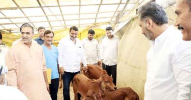 Muzaffarnagar काऊ सेंचुरी में नस्ल सुधार मिशन की शुरुआत: थार पारकर और गिर नस्ल के बछड़ों का जन्म, डेयरी क्रांति की तैयारी तेज