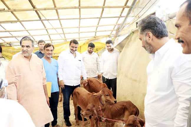 Muzaffarnagar काऊ सेंचुरी में नस्ल सुधार मिशन की शुरुआत: थार पारकर और गिर नस्ल के बछड़ों का जन्म, डेयरी क्रांति की तैयारी तेज