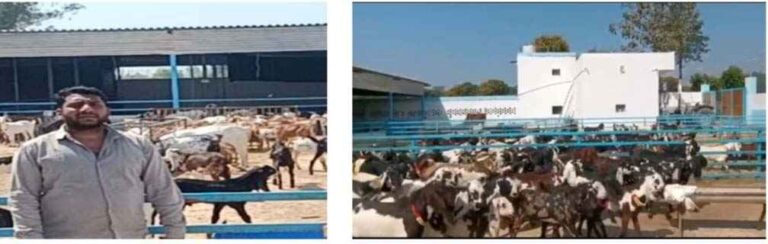 Muzaffarnagar के सचिन सैनी की सफलता की मिसाल: 525 बकरियों से शुरू किया आधुनिक गोट फार्म, अब लाखों की आय के साथ ग्रामीणों को भी दे रहे रोजगार 1 Muzaffarnagar News