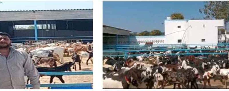 Muzaffarnagar के सचिन सैनी की सफलता की मिसाल: 525 बकरियों से शुरू किया आधुनिक गोट फार्म, अब लाखों की आय के साथ ग्रामीणों को भी दे रहे रोजगार 1 Muzaffarnagar News