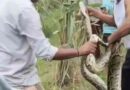 Muzaffarnagar के बिहार गांव में आबादी के पास दिखा विशालकाय अजगर, मचा हड़कंप; वन विभाग ने सुरक्षित किया रेस्क्यू Muzaffarnagar News