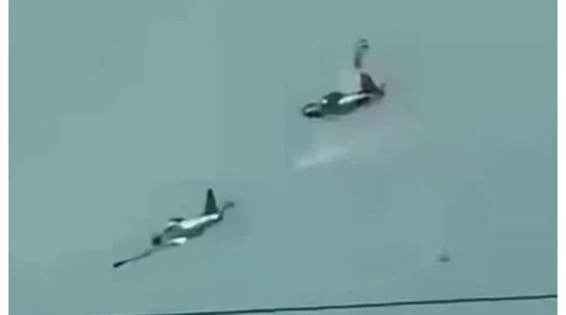Philippines-Air-Force-Two-Sf-260-Aircraft-Collide-Four-Pilots-Killed